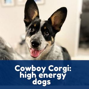 Cowboy Corgi: high energy dogs