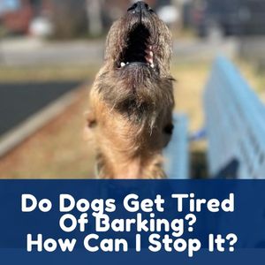 Do Dogs Get Tired Of Barking? How Can I Stop It?