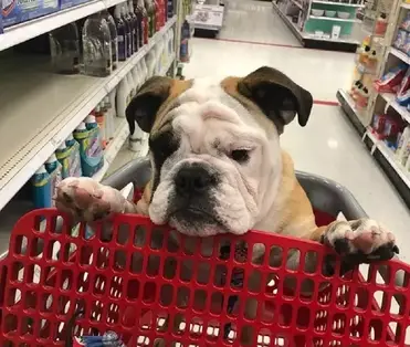 Target allow cheap dogs