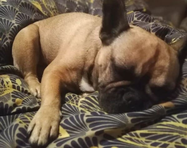 Dog Breathing Heavy While Sleeping?