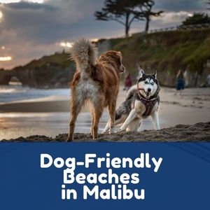 Dog-Friendly Beaches in Malibu