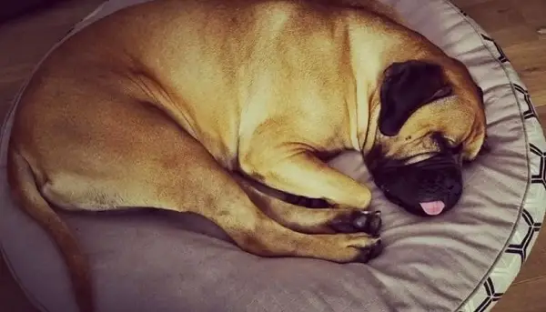 Dog Sleep With His Tongue Out