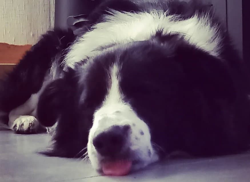 Why Does My Dog Sleep With His Tongue Out?
