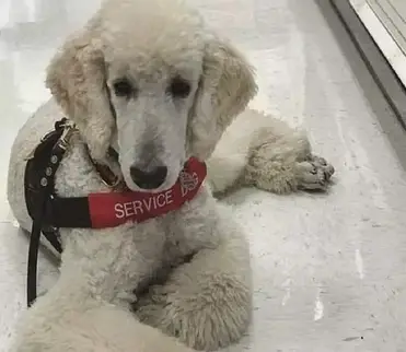 are dogs allowed in target las vegas