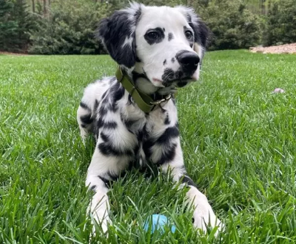 Long Haired Dalmatian