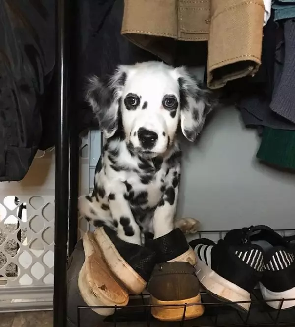 Long Haired Dalmatian