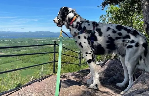 Long Haired Dalmatian