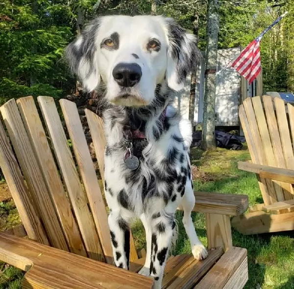 Long Haired Dalmatian