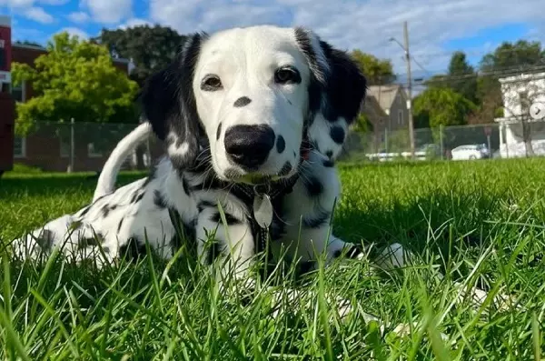 Long Haired Dalmatian