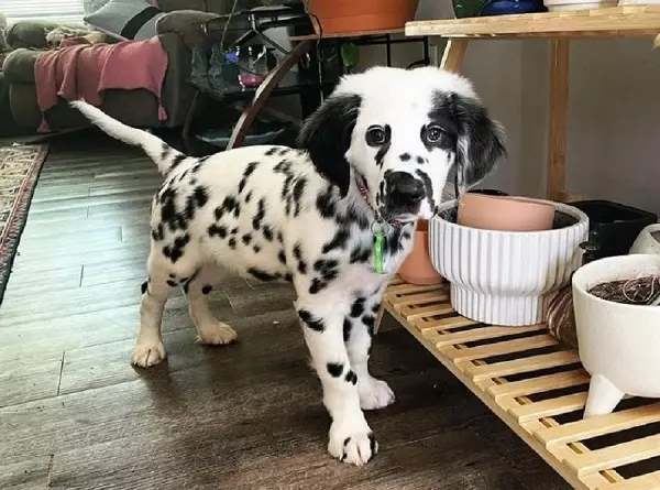 Long Haired Dalmatian