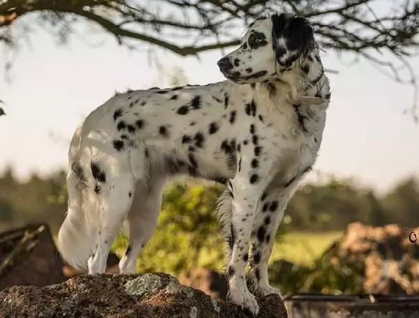 Long Haired Dalmatian