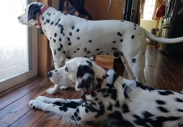 Long Haired Dalmatian