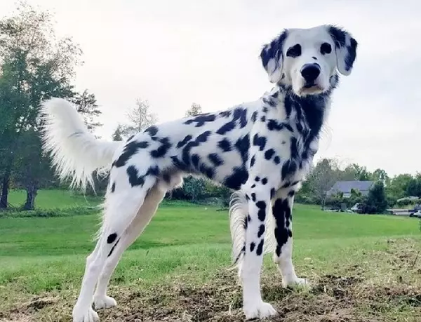 Long Haired Dalmatian