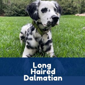 Long Haired Dalmatian