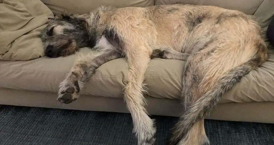 Dog Breathing Heavy While Sleeping