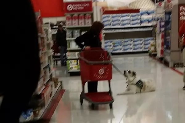 Service Dogs Allowed In Target