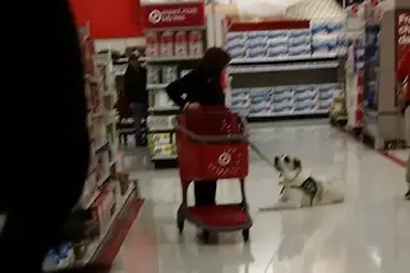 are dogs allowed in target las vegas