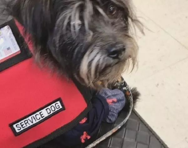 Service Dogs Allowed In Target