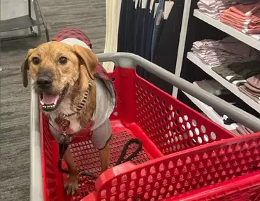are dogs allowed in target las vegas