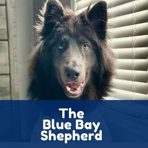 The Blue Bay Shepherd