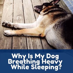 Why Is My Dog Breathing Heavy While Sleeping?