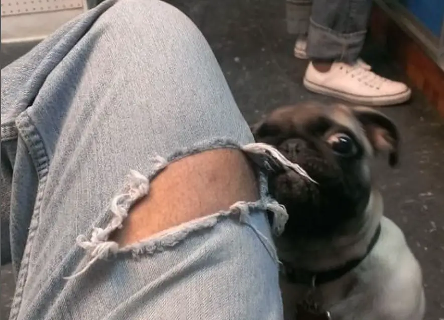 Why Does My Dog Bite Me When Excited