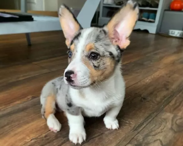 Cowboy Corgi