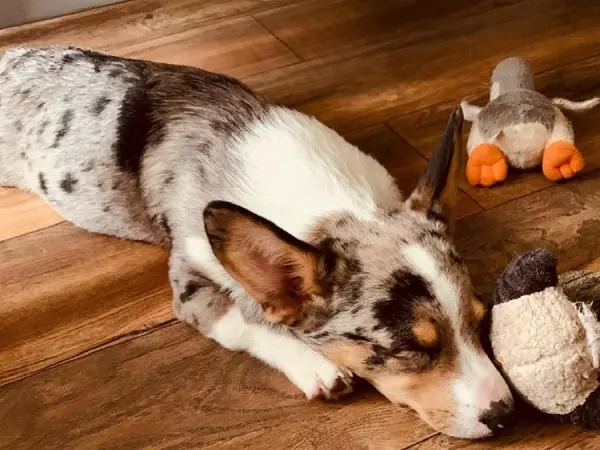 Cowboy Corgi