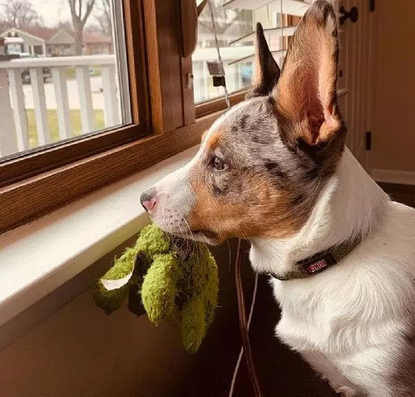 Cowboy Corgi