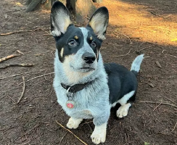 Cowboy Corgi