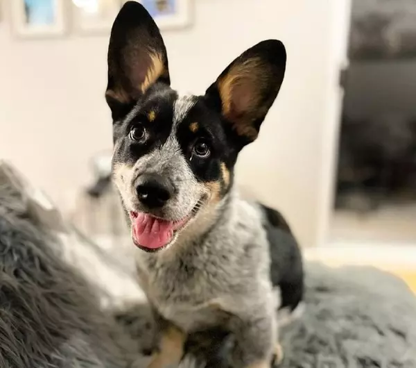 Cowboy Corgi