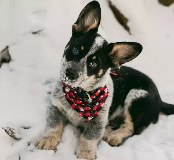 Cowboy Corgi