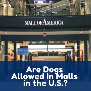 Are Dogs Allowed In Malls in the U.S.?