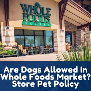 Are Dogs Allowed In Whole Foods Market? Store Pet Policy