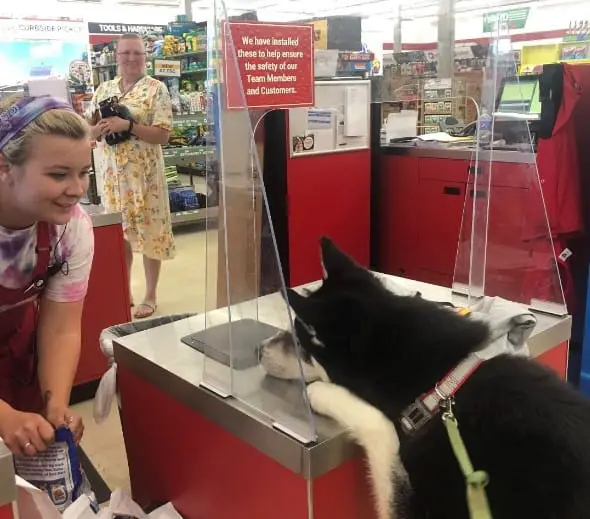 Are Dogs Allowed in Tractor Supply