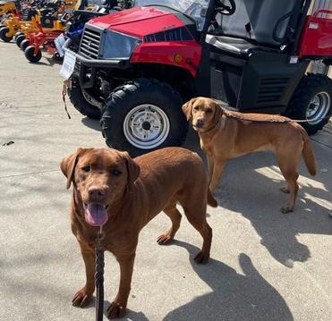 are dogs allowed in tractor supply