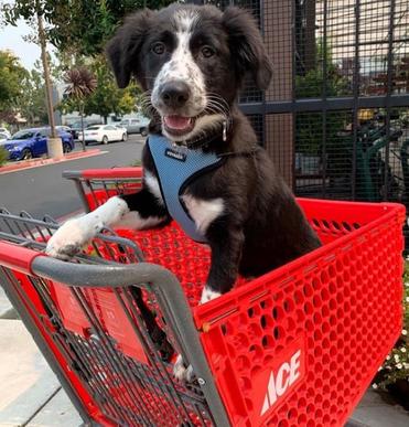 are dogs allowed into ace hardware