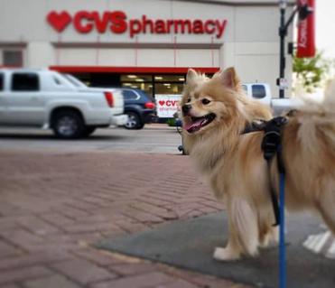 are dogs allowed inside cvs