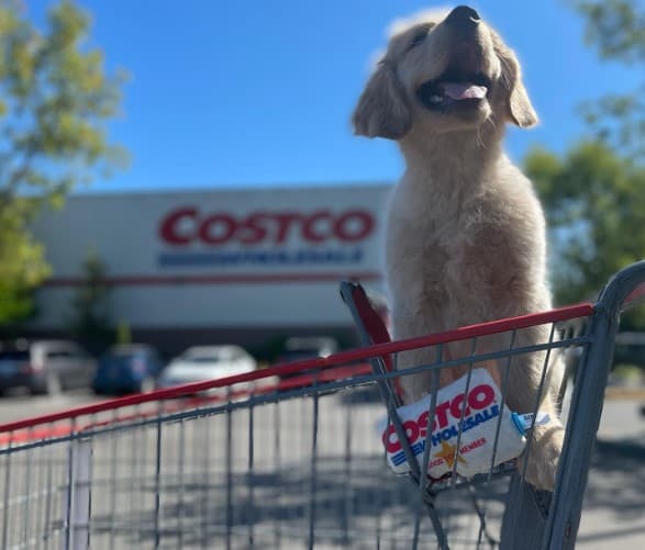 Does Costco Allow Dogs