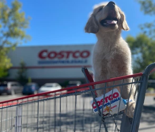 Are Dogs Allowed In Costco In A Carrier