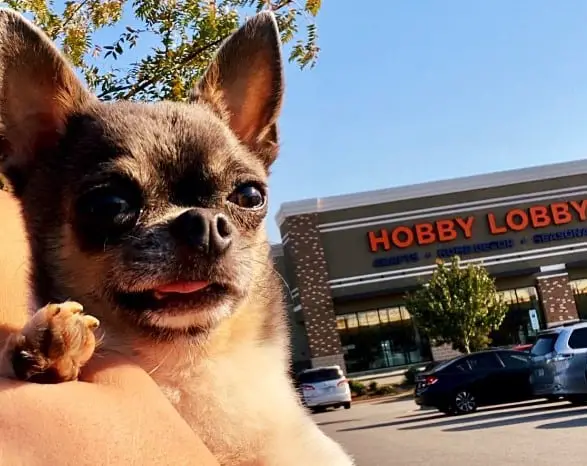 Does Hobby Lobby Allow Dogs