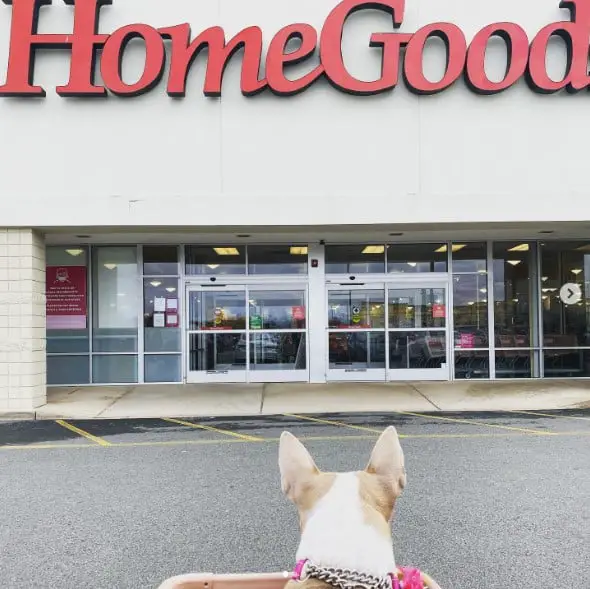 Does Homegoods Allow Dogs
