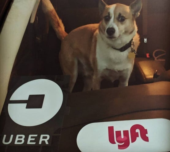 Does Lyft Allow Dogs