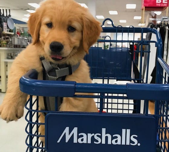 Does Marshalls Allow Dogs