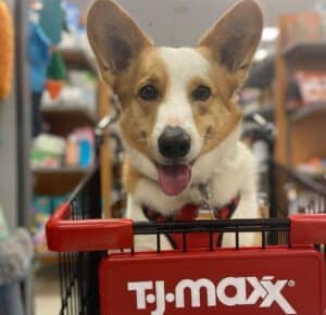 Does TJ Maxx Allow Dogs? TJ Maxx Pet Policy 2023