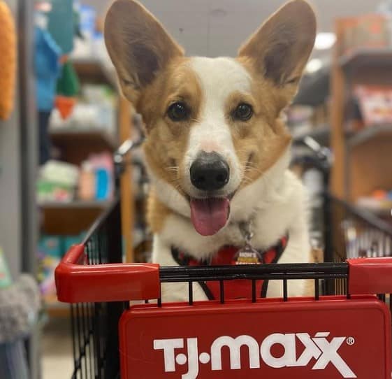 Does TJ Maxx Allow Dogs