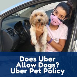 Does Uber Allow Dogs