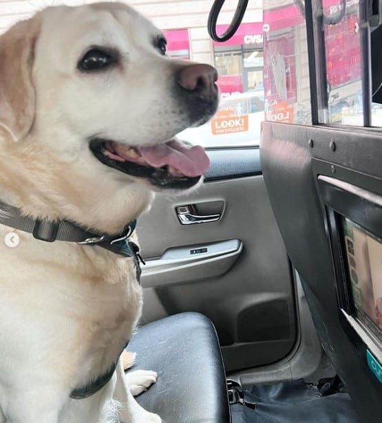 Does Uber Allow Dogs