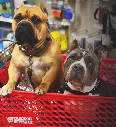 are dogs allowed in tractor supply