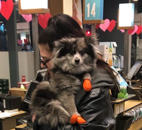 Are dogs allowed in Whole Foods